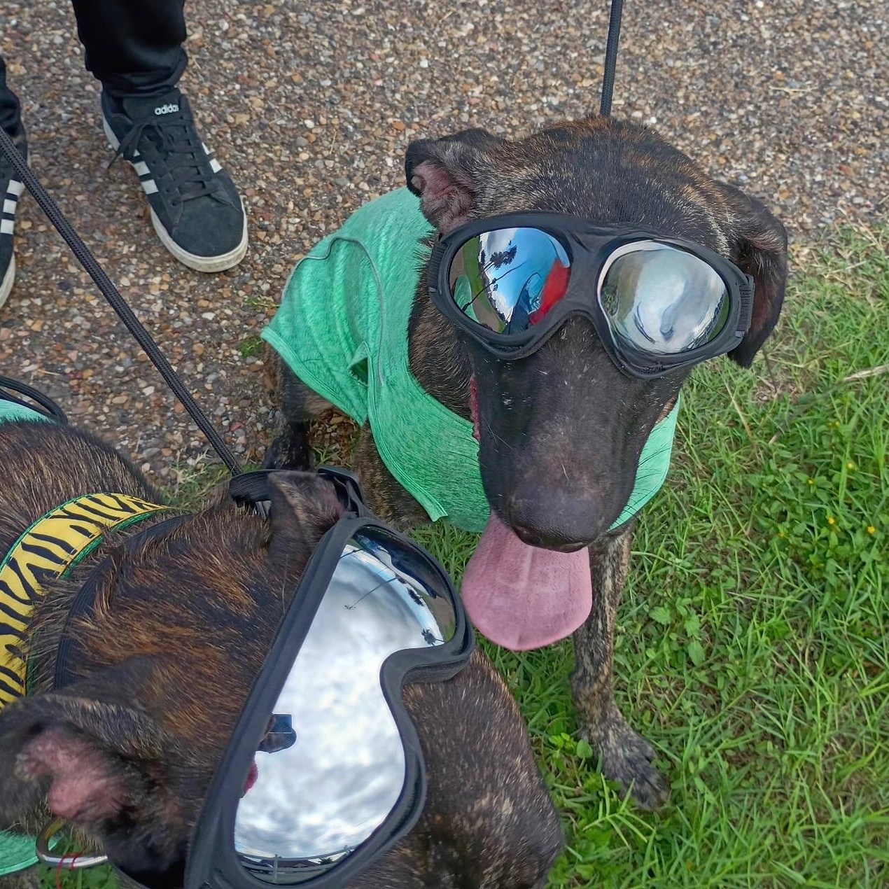 Roger — thumbnail 2