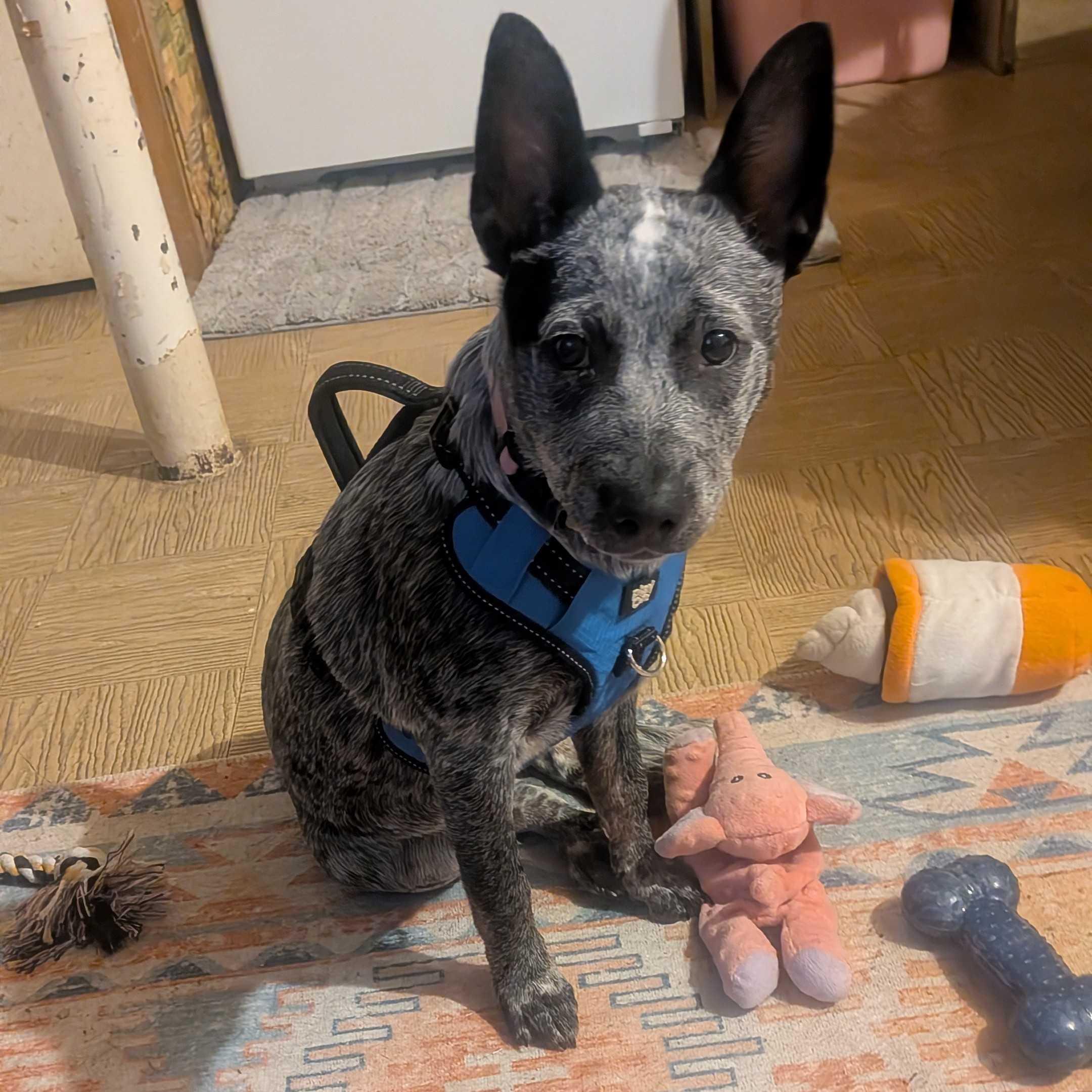 Enlarge Skye, a ADOPTABLE Australian Cattle Dog / Blue Heeler in Naperville, IL image 5/5