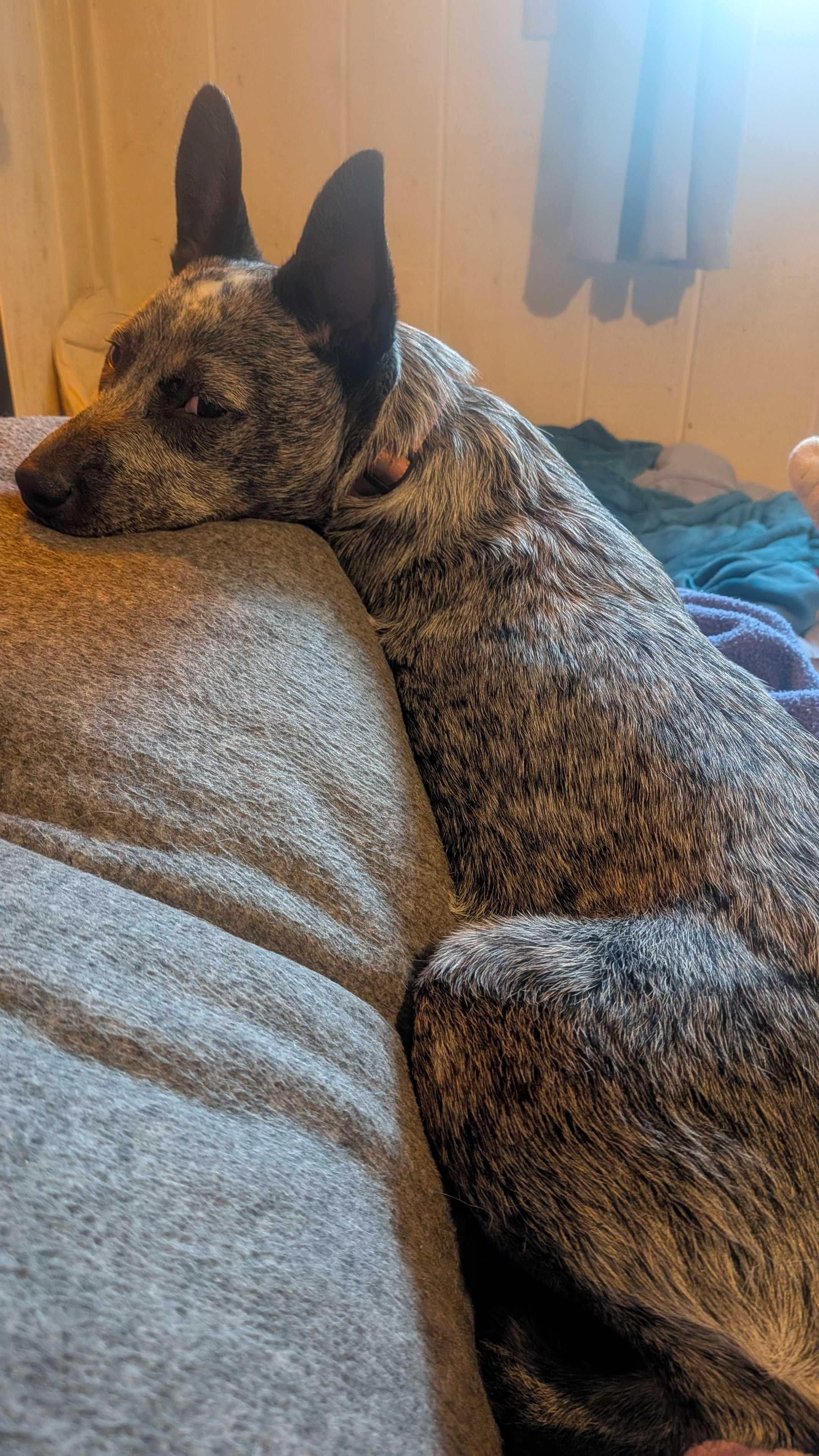 Enlarge Skye, a ADOPTABLE Australian Cattle Dog / Blue Heeler in Naperville, IL image 4/5