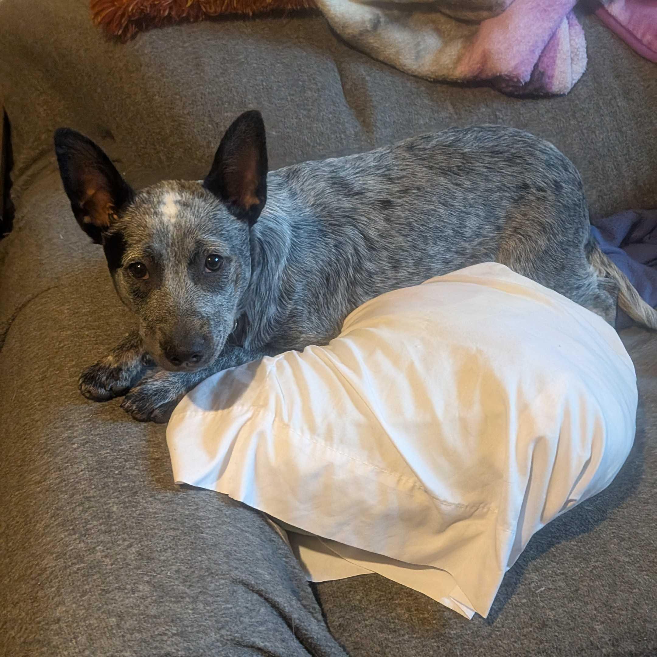 Enlarge Skye, a ADOPTABLE Australian Cattle Dog / Blue Heeler in Naperville, IL image 3/5