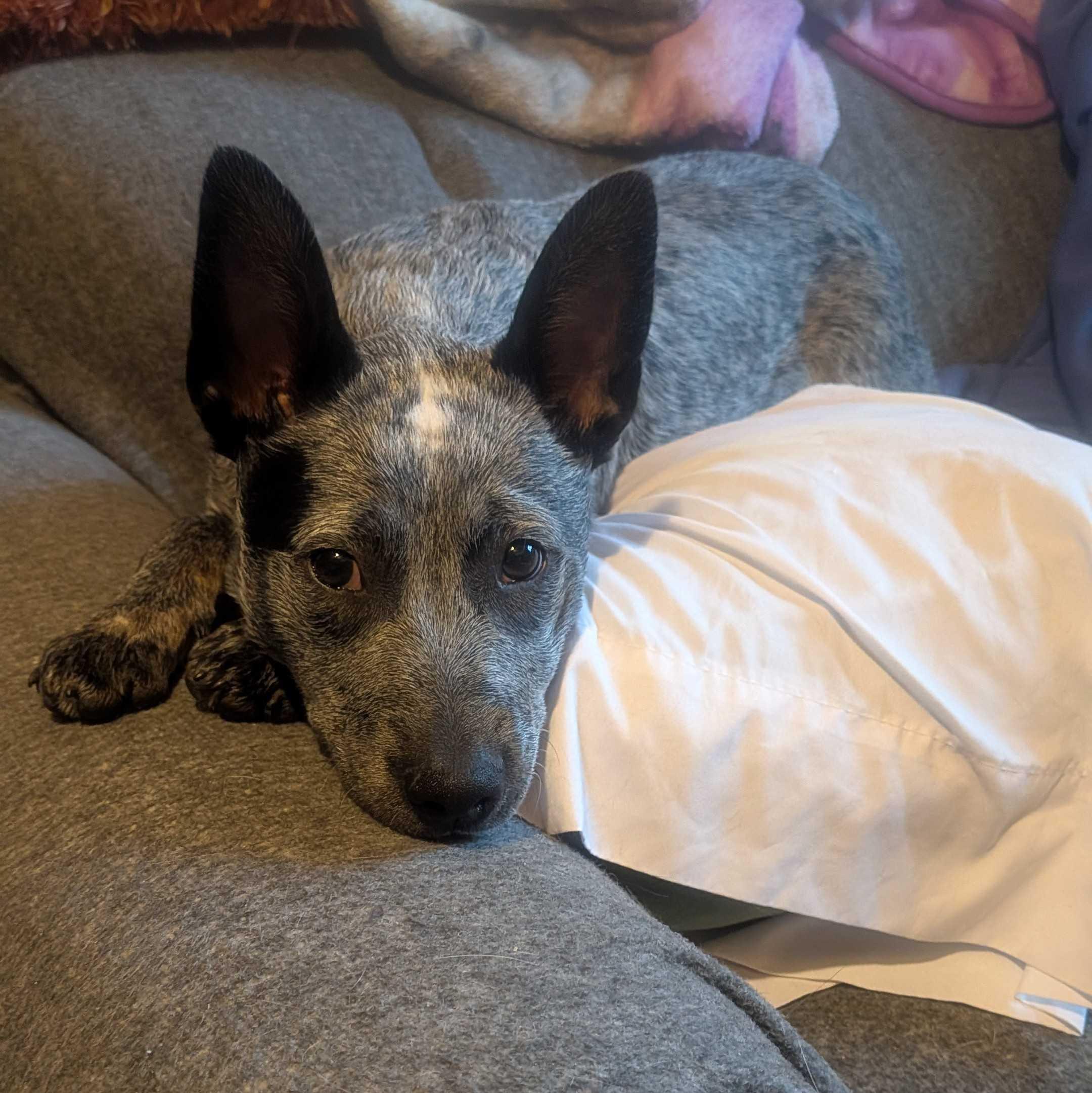 Enlarge Skye, a ADOPTABLE Australian Cattle Dog / Blue Heeler in Naperville, IL image 2/5
