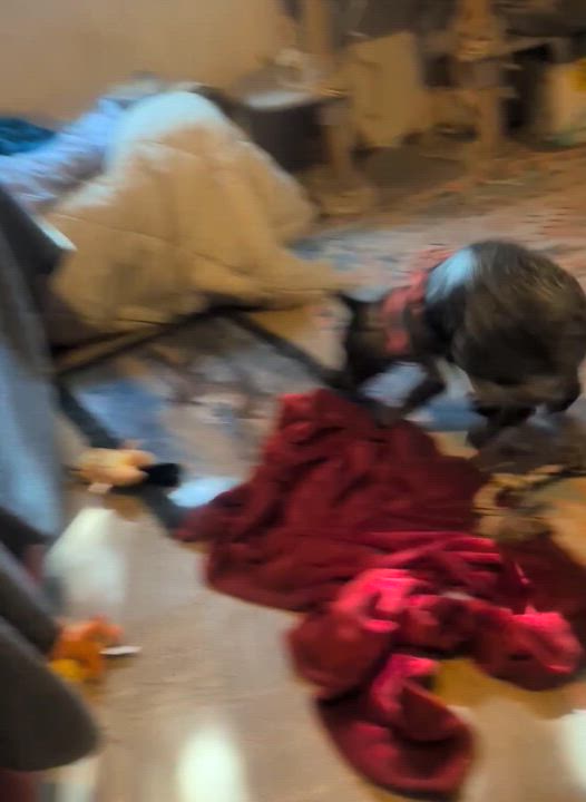 Enlarge Skye, a ADOPTABLE Australian Cattle Dog / Blue Heeler in Naperville, IL video 1/5