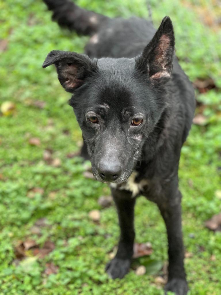 Ghost, a Adoptable mixed breed in Russellville, KY image 1/2