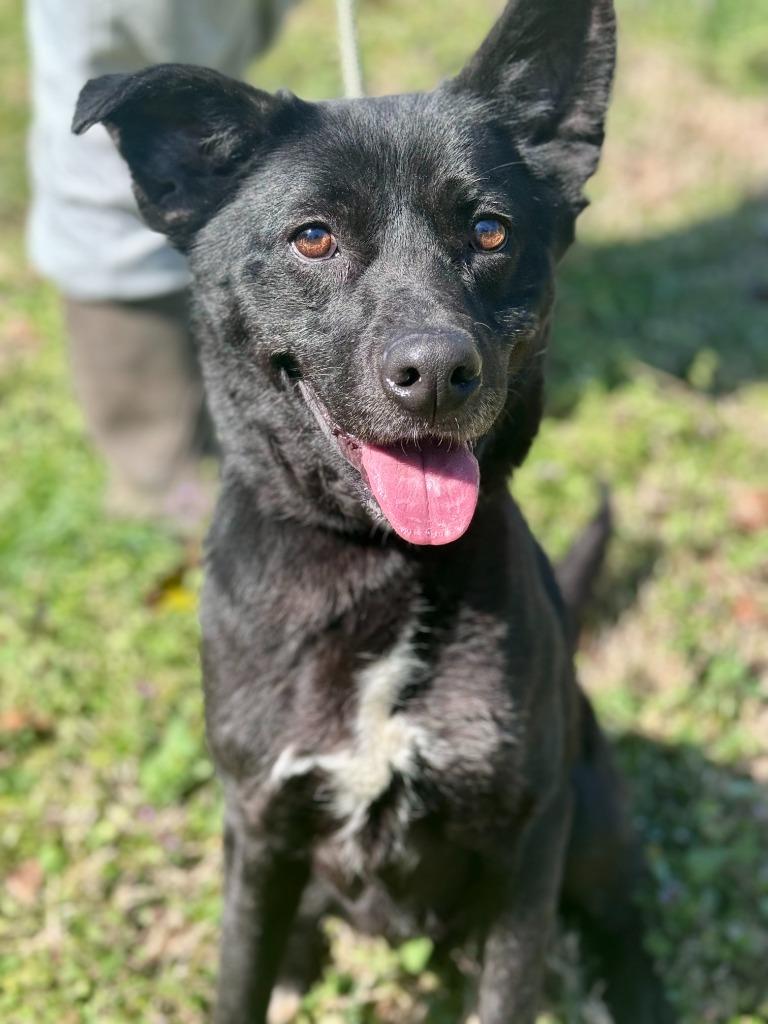 Enlarge Ghost, a Adoptable mixed breed in Russellville, KY image 2/3