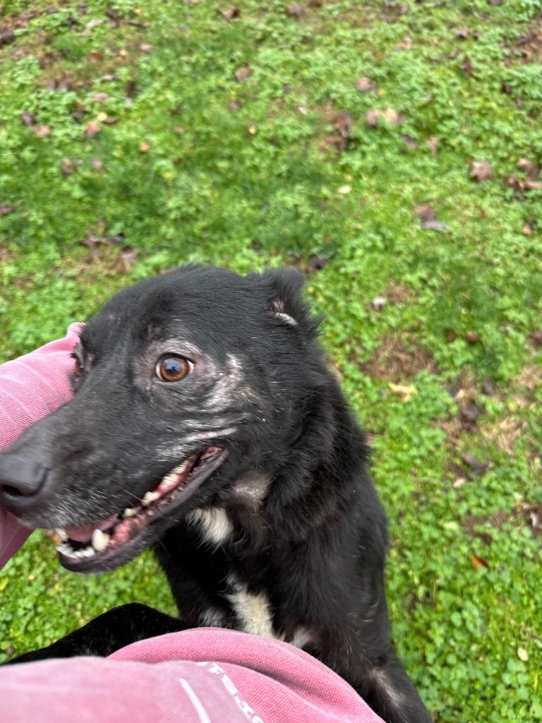 Ghost, a Adoptable mixed breed in Russellville, KY image 2/2