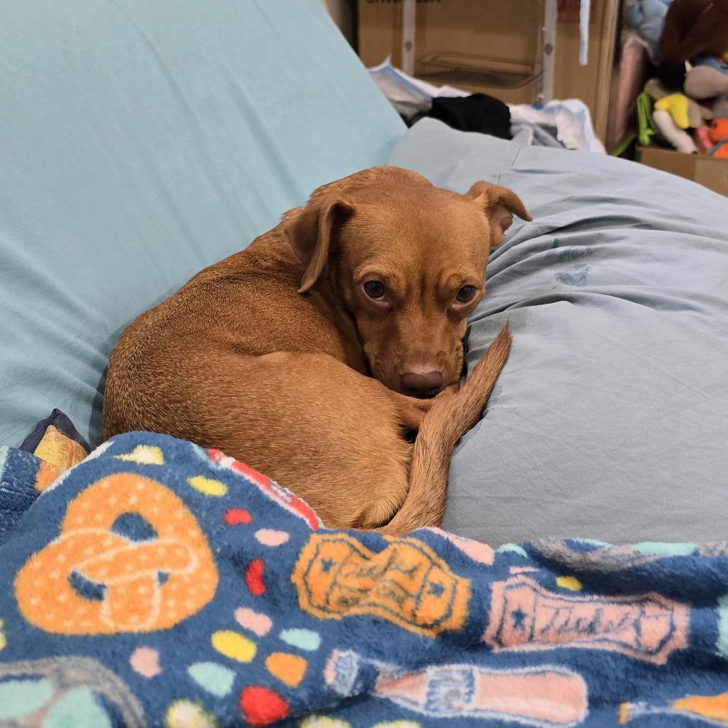 Serena, a Adoptable Chihuahua in Brooklyn, NY image 2/5
