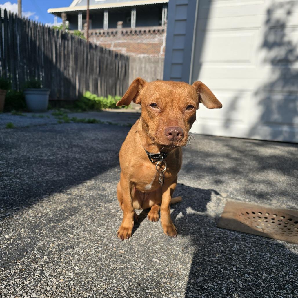 Serena, a Adoptable Chihuahua in Brooklyn, NY image 3/5