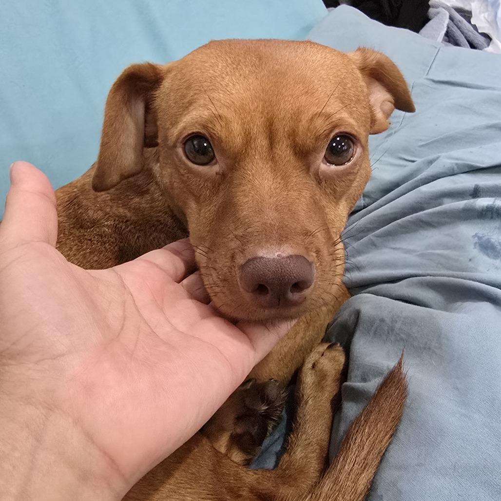 Serena, a Adoptable Chihuahua in Brooklyn, NY image 4/5