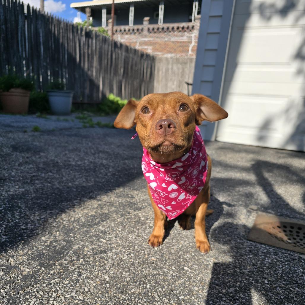 Serena, a Adoptable Chihuahua in Brooklyn, NY image 5/5