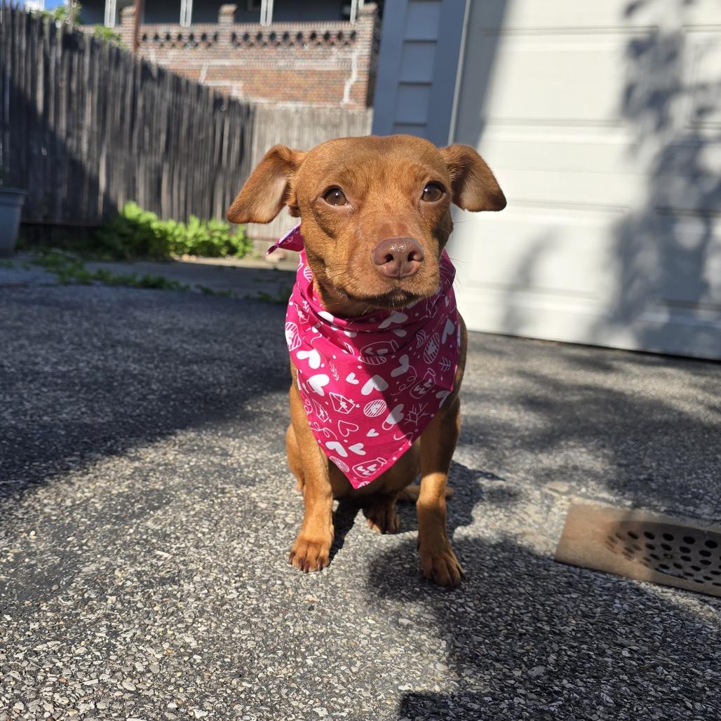 Serena, a Adoptable Chihuahua in Brooklyn, NY image 1/5