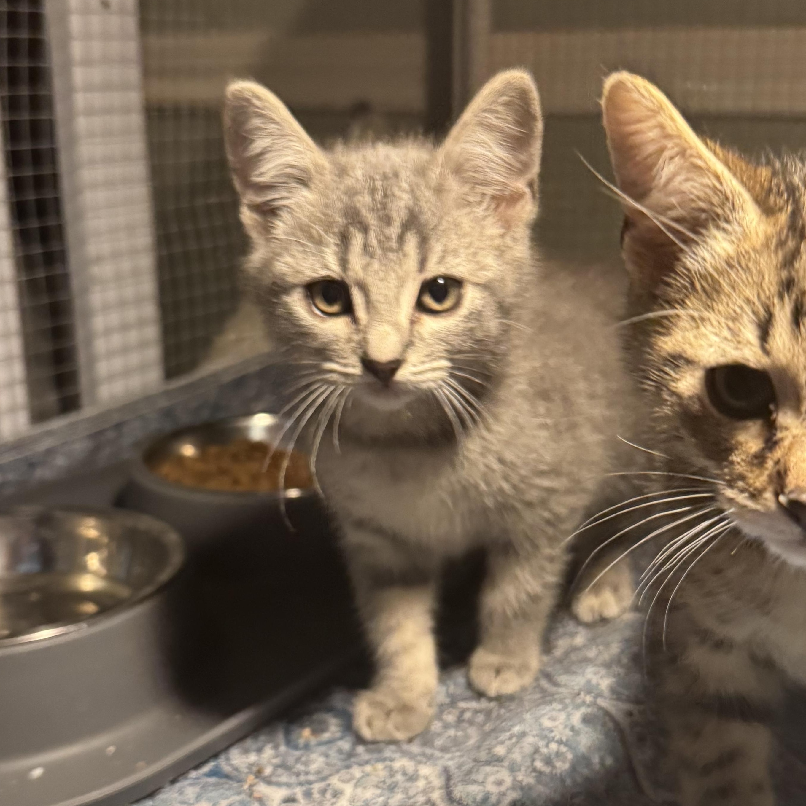 Enlarge Squall (Stormy), a Adoptable mixed breed in Houston, TX image 2/2