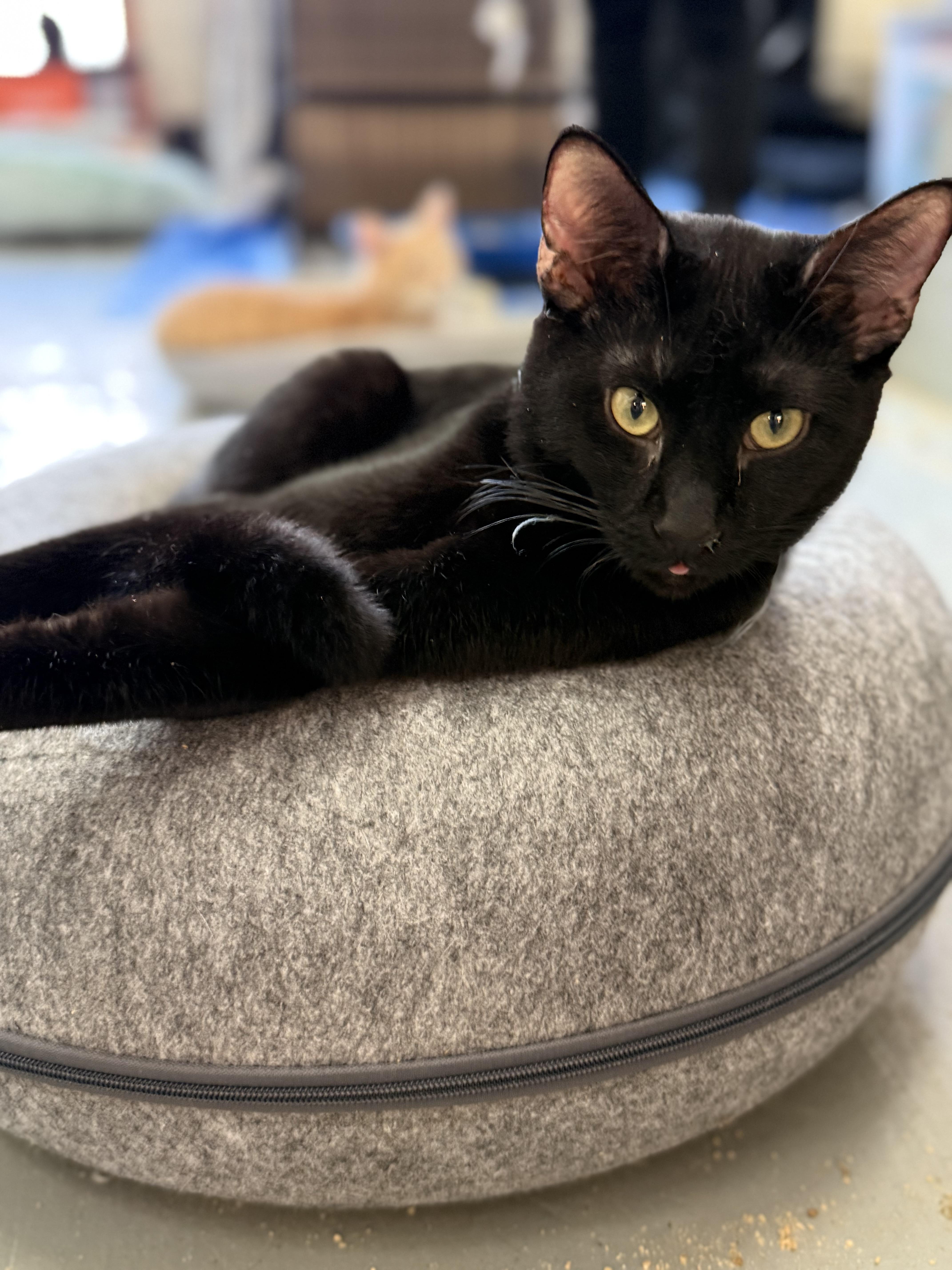 Enlarge Pugsly, a Adoptable Domestic Short Hair in Crockett, CA image 1/1