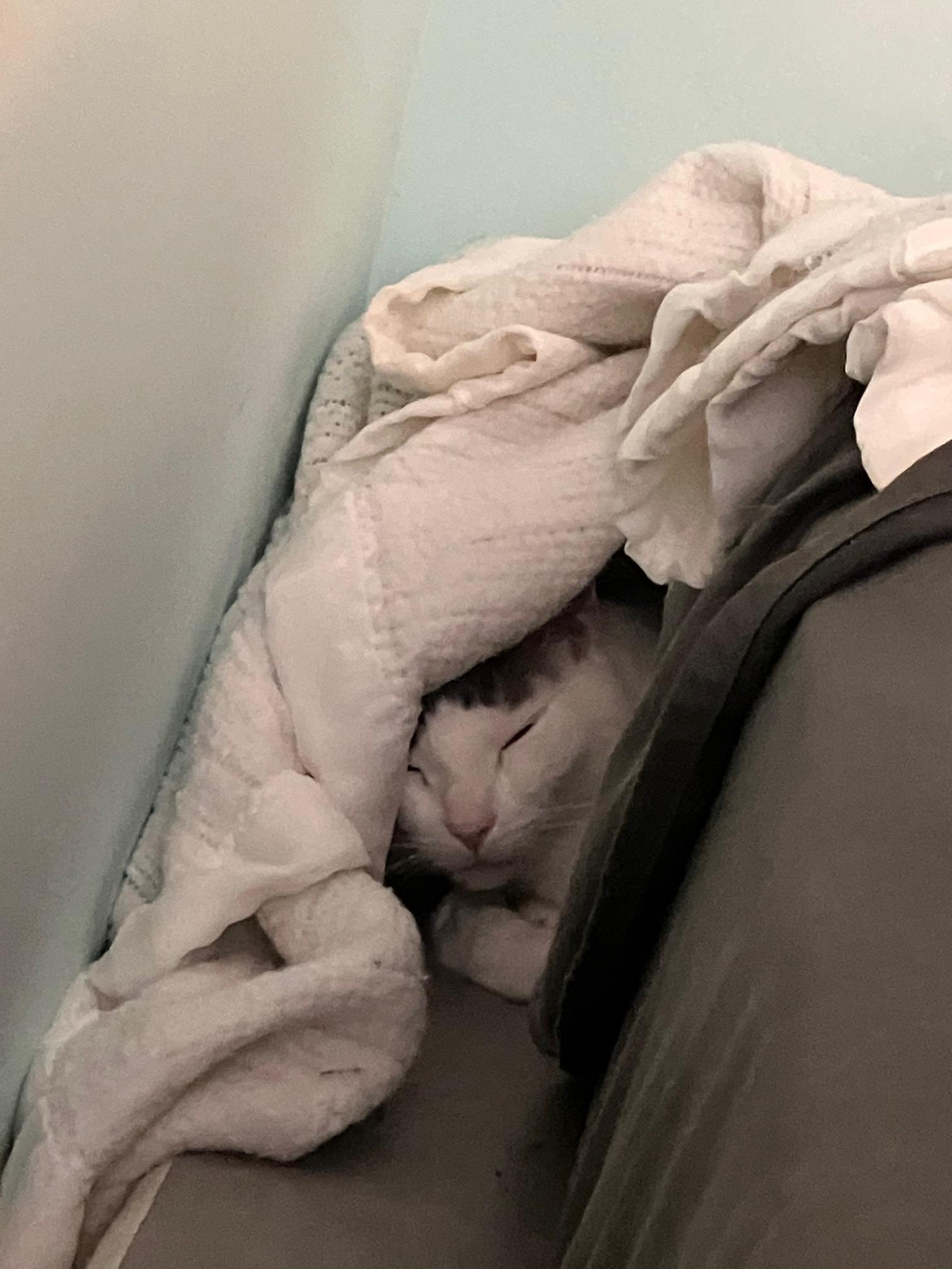 Major, a ADOPTABLE Domestic Short Hair in Berkeley, CA image 5/6