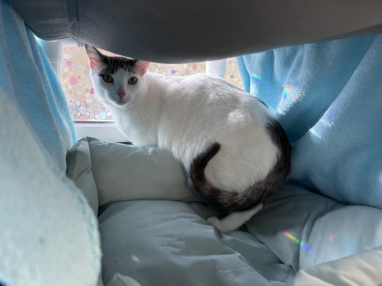 Major, ADOPTABLE, Adult Male Domestic Short Hair.