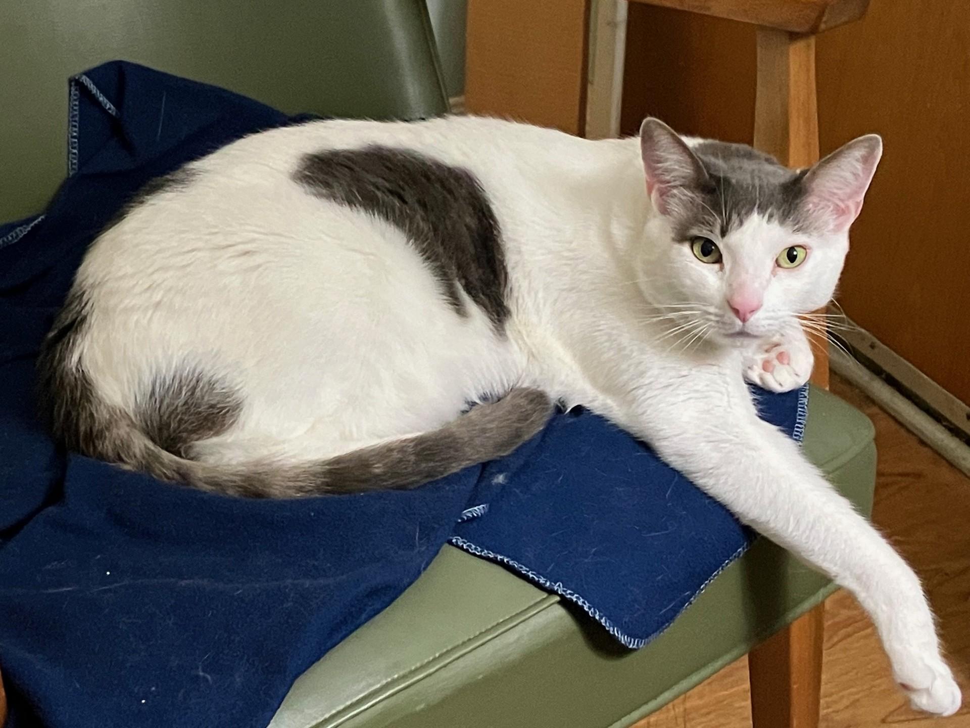 Major — thumbnail 2