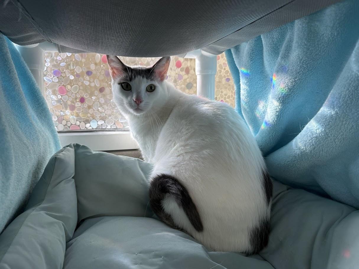 Enlarge Major, a ADOPTABLE Domestic Short Hair in Berkeley, CA image 2/2