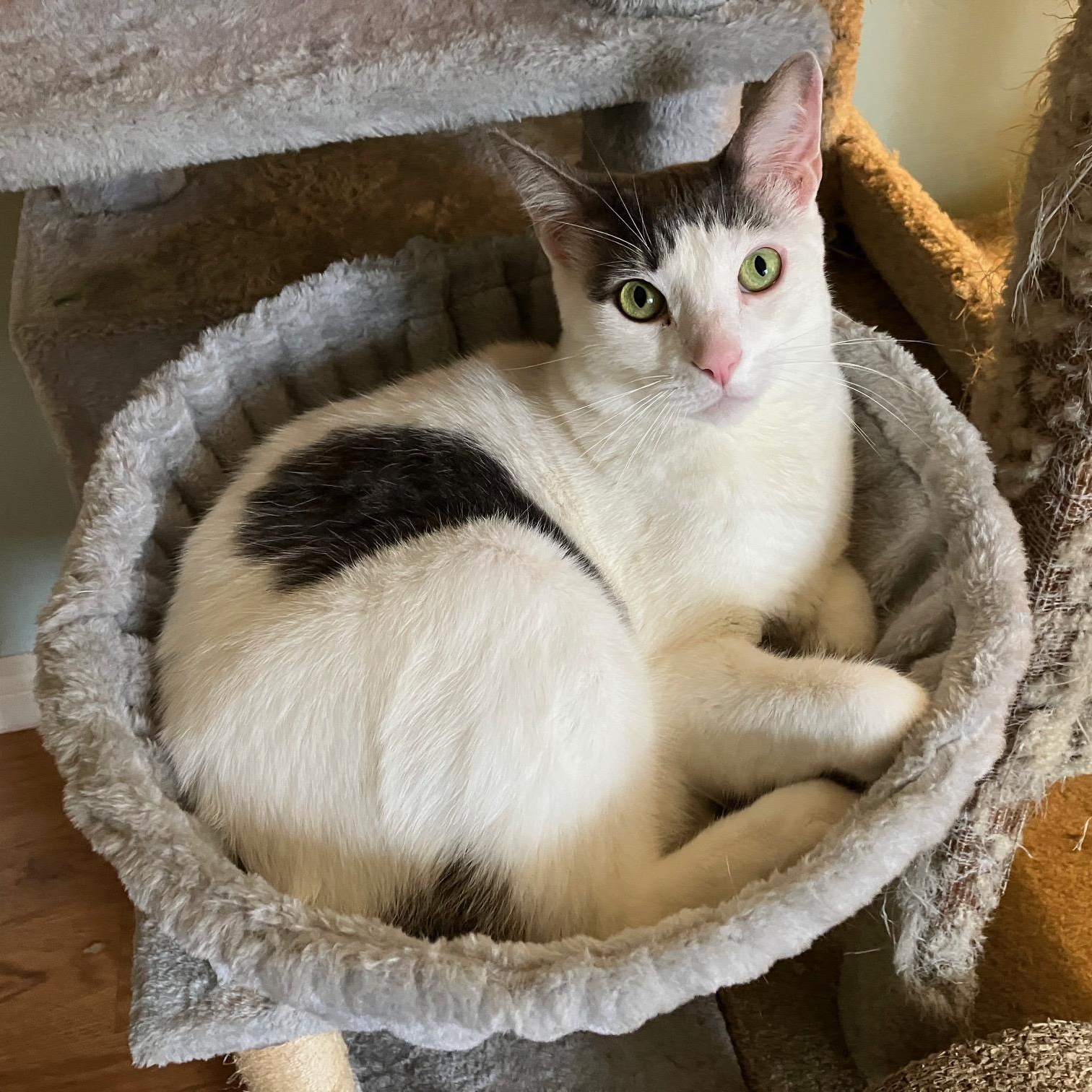 Major, a ADOPTABLE Domestic Short Hair in Berkeley, CA image 1/6