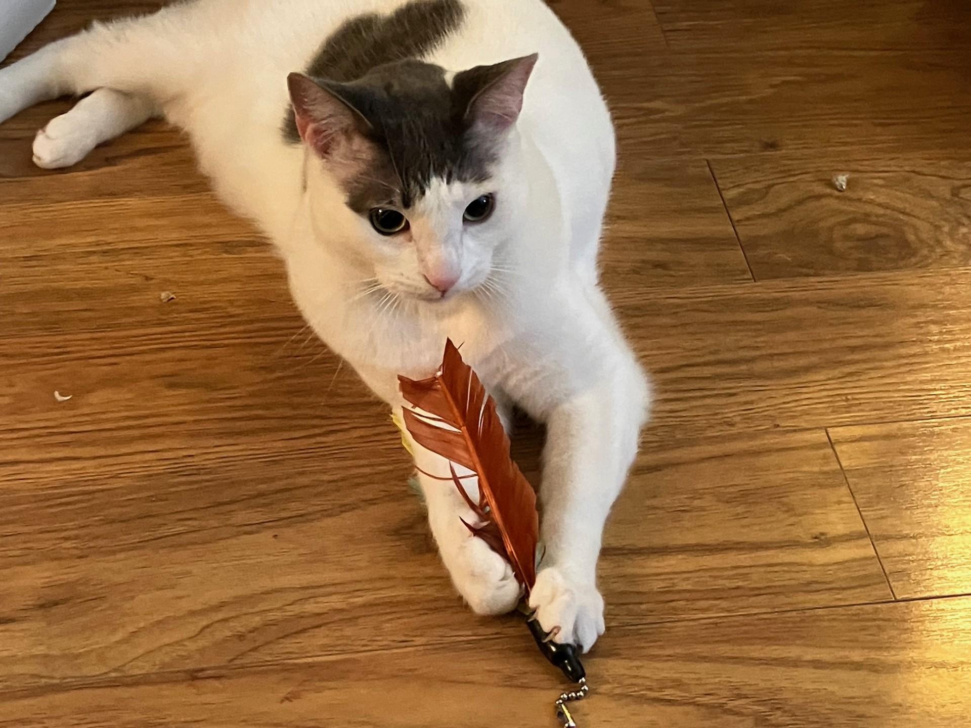 Major, a ADOPTABLE Domestic Short Hair in Berkeley, CA image 6/6