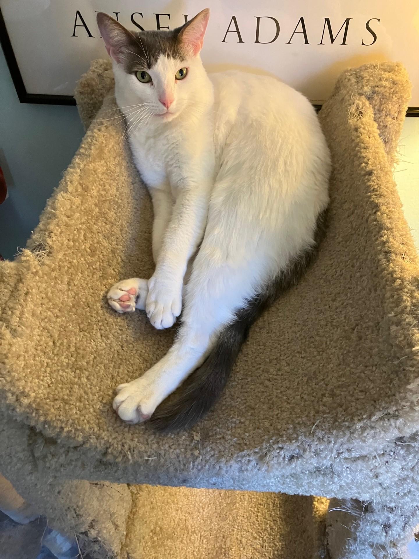 Major, a ADOPTABLE Domestic Short Hair in Berkeley, CA image 3/6