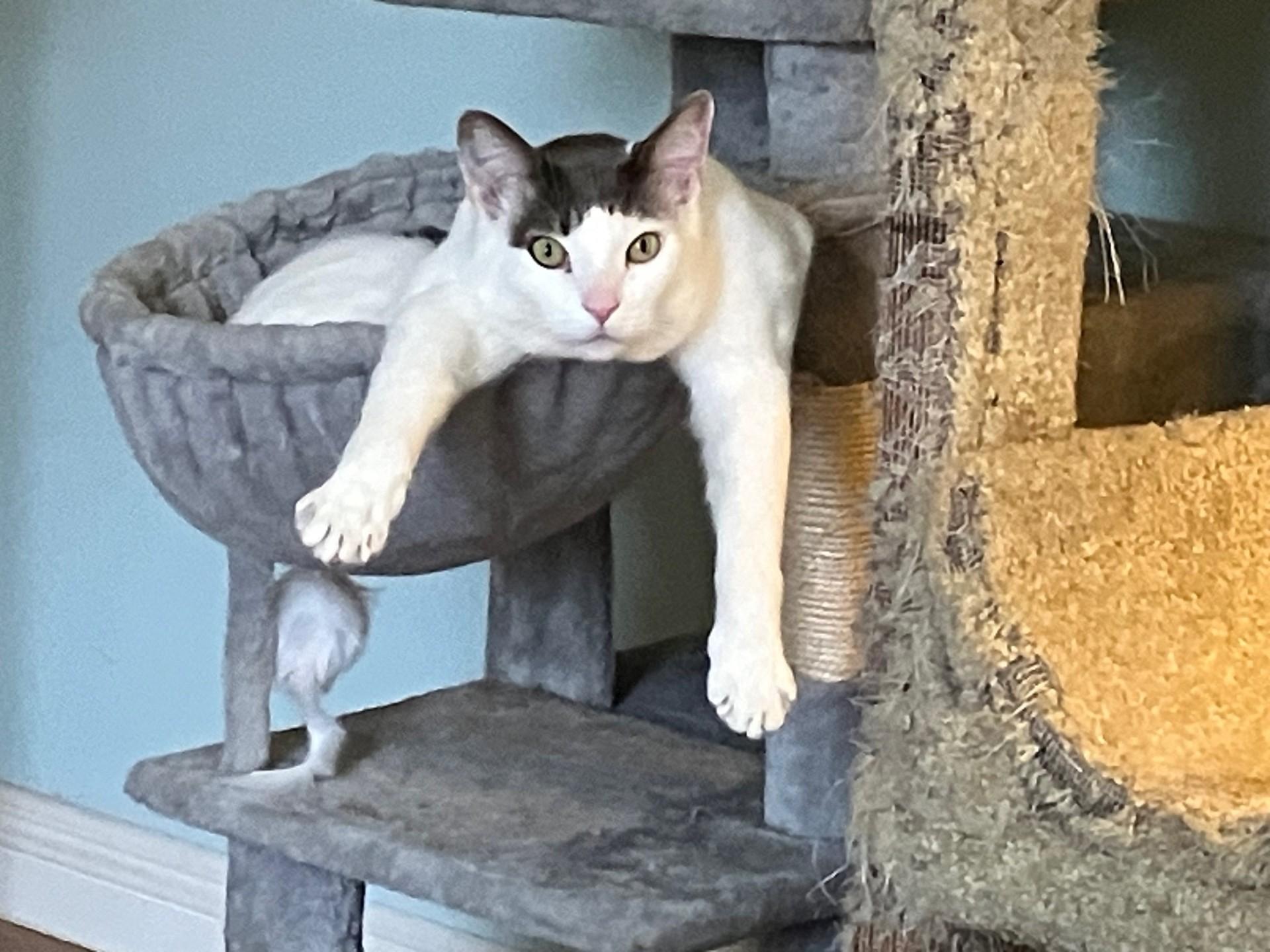 Major — thumbnail 6