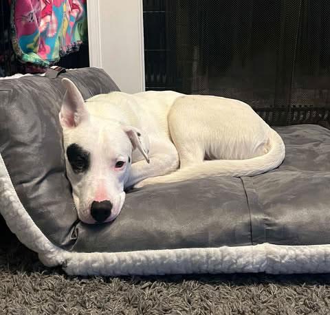Spot **Courtney post. Out of town pet. See below for details**, Young Male Pit Bull Terrier
