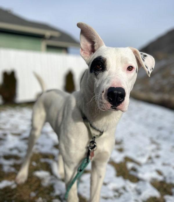 Spot **Courtney post. Out of town pet. See below for details** photo 2