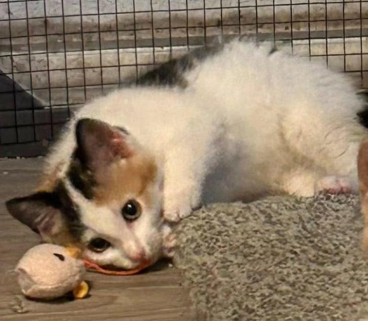 Enlarge Sangria, a Adopted Turkish Van in Fort Worth, TX image 1/3