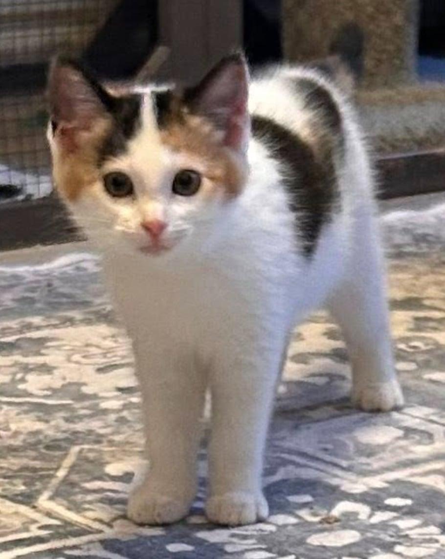 Enlarge Sangria, a Adopted Turkish Van in Fort Worth, TX image 2/3