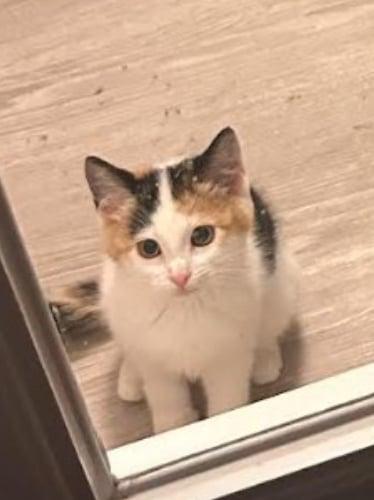 Enlarge Sangria, a Adopted Turkish Van in Fort Worth, TX image 3/3