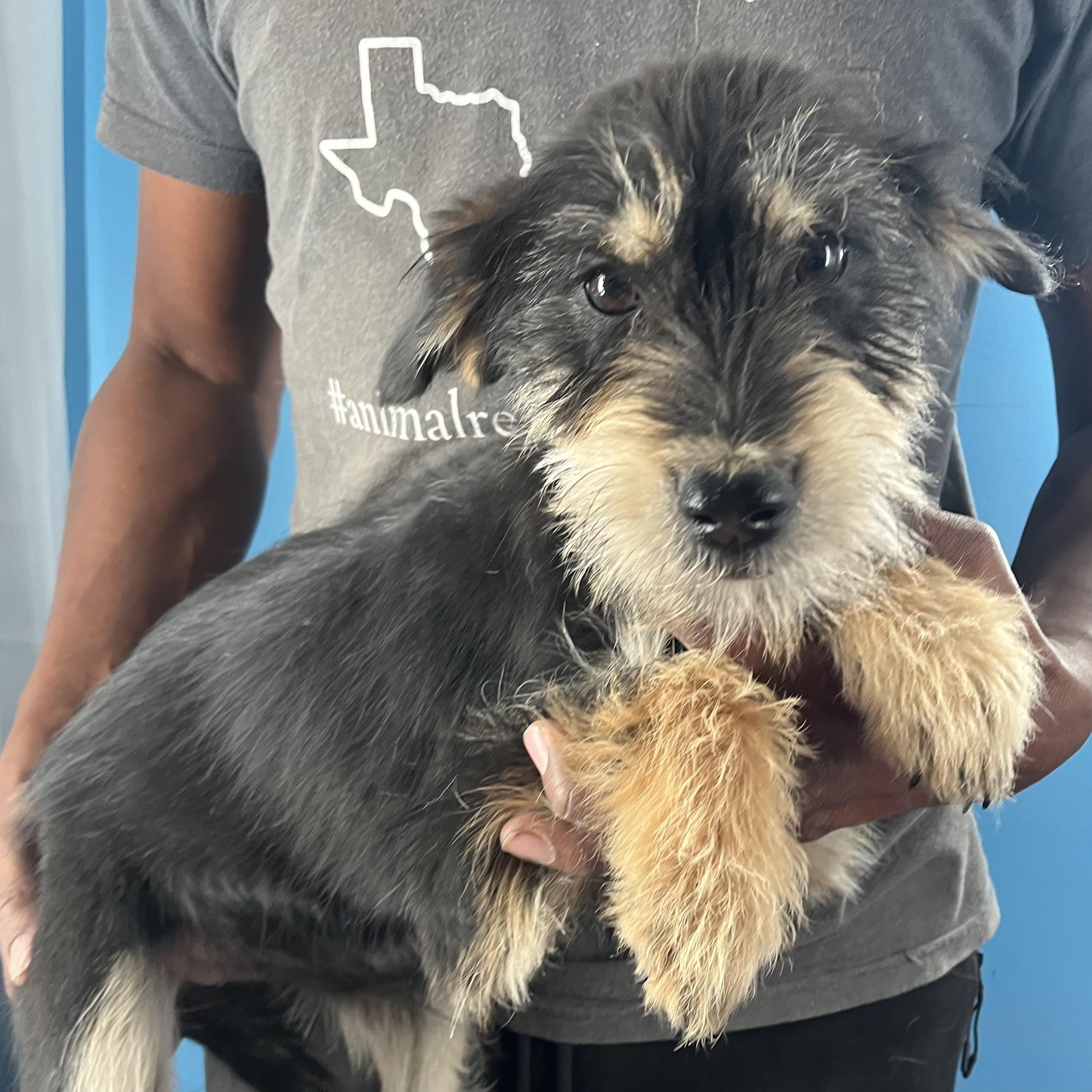 Quince - Local April 10-12, adoptable, Puppy Male German Shepherd Dog.