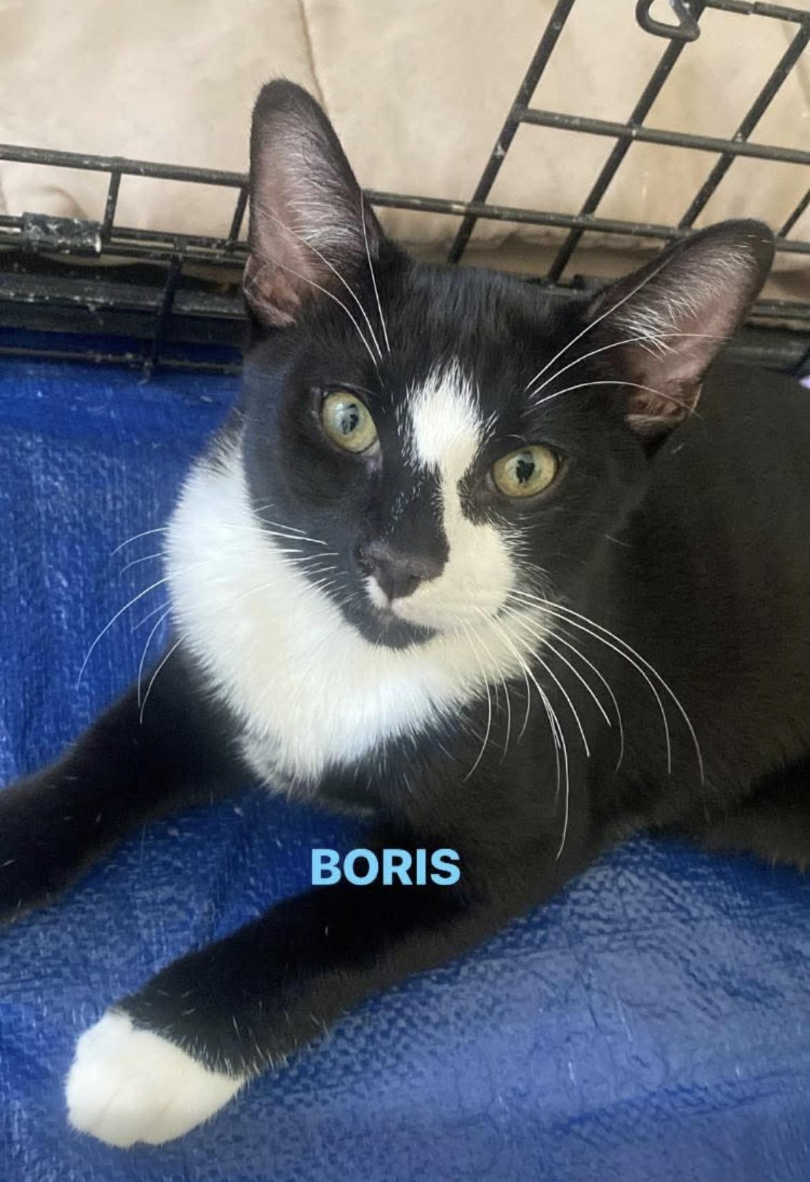 Boris