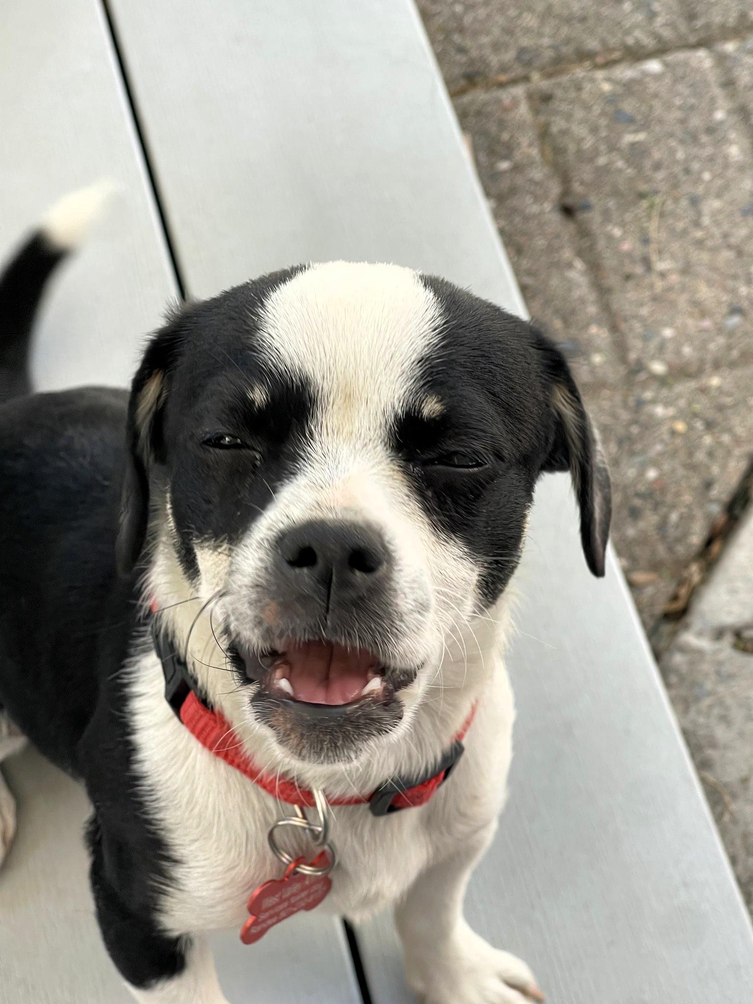 Enlarge David, an adopted mixed breed in Salt Lake City, UT image 2/5
