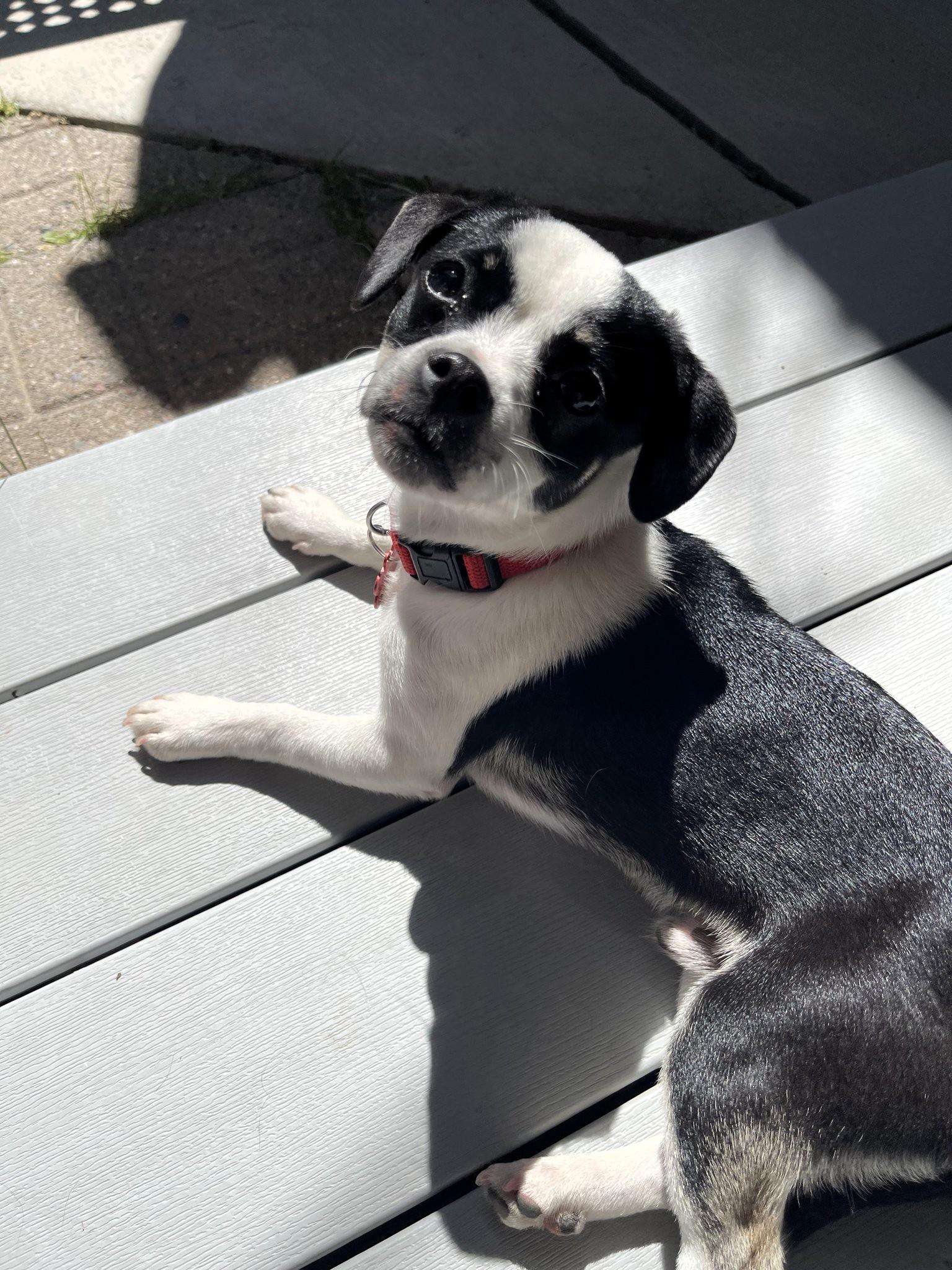 Enlarge David, an adopted mixed breed in Salt Lake City, UT image 3/5