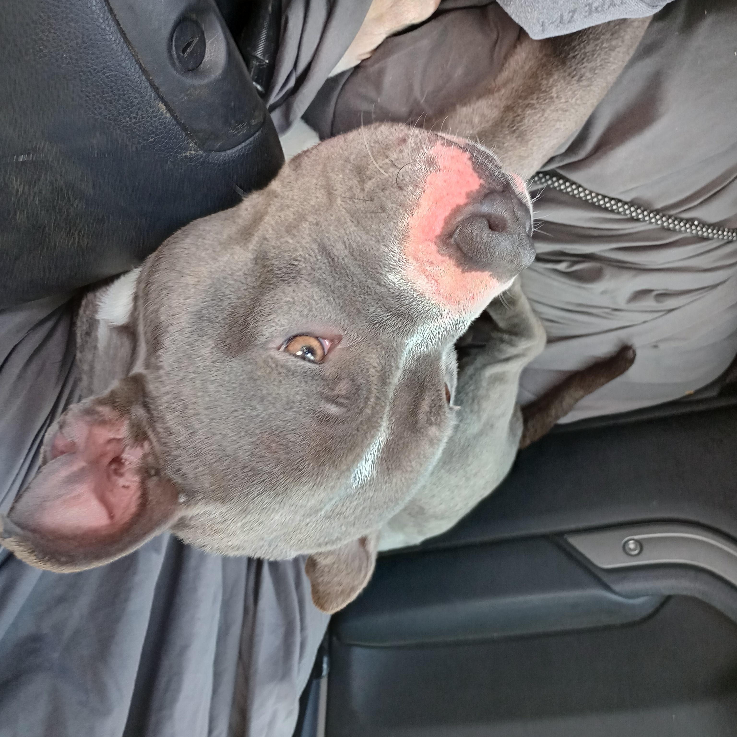 Grace, an adopted mixed breed in Huntington, WV image 3/3