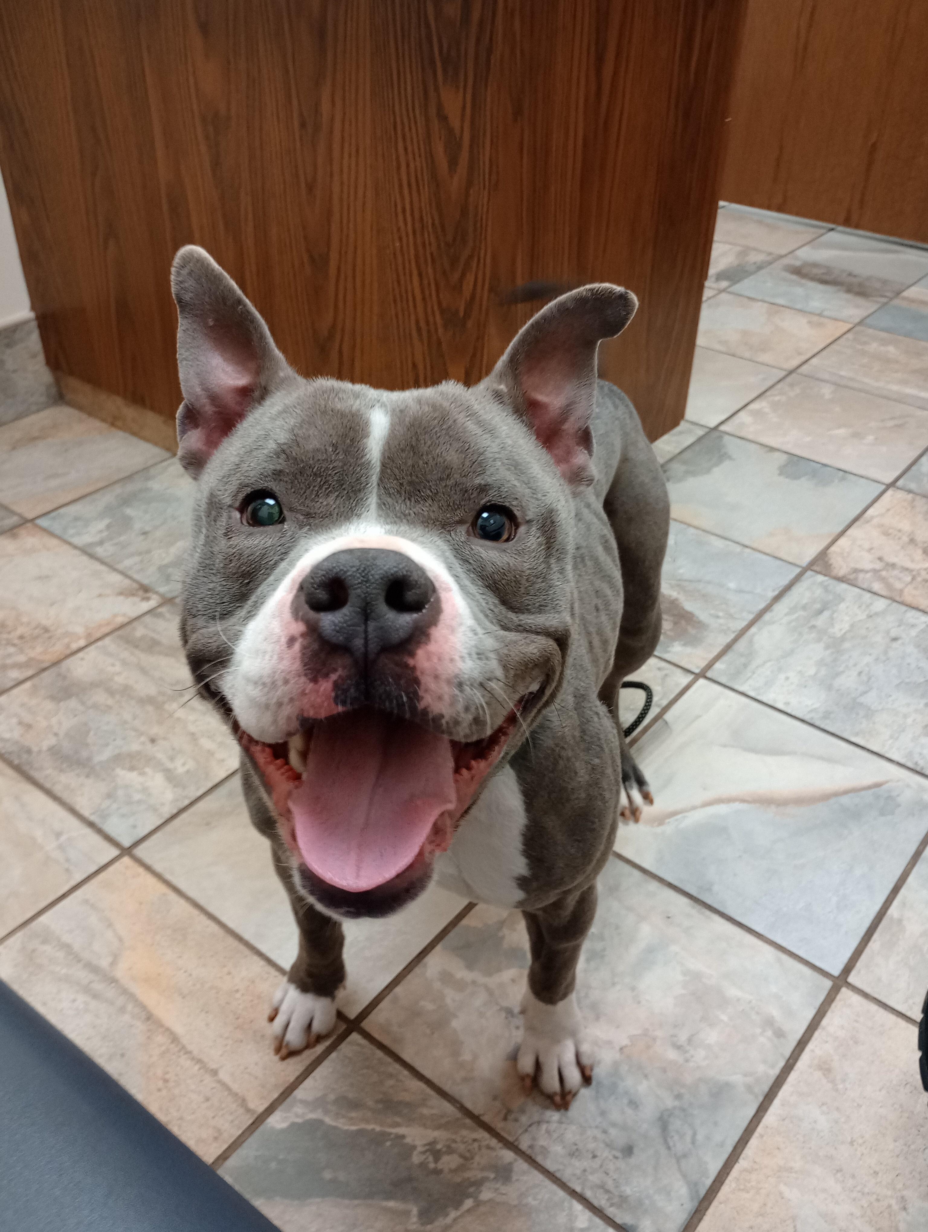 Grace, an adopted mixed breed in Huntington, WV image 2/3