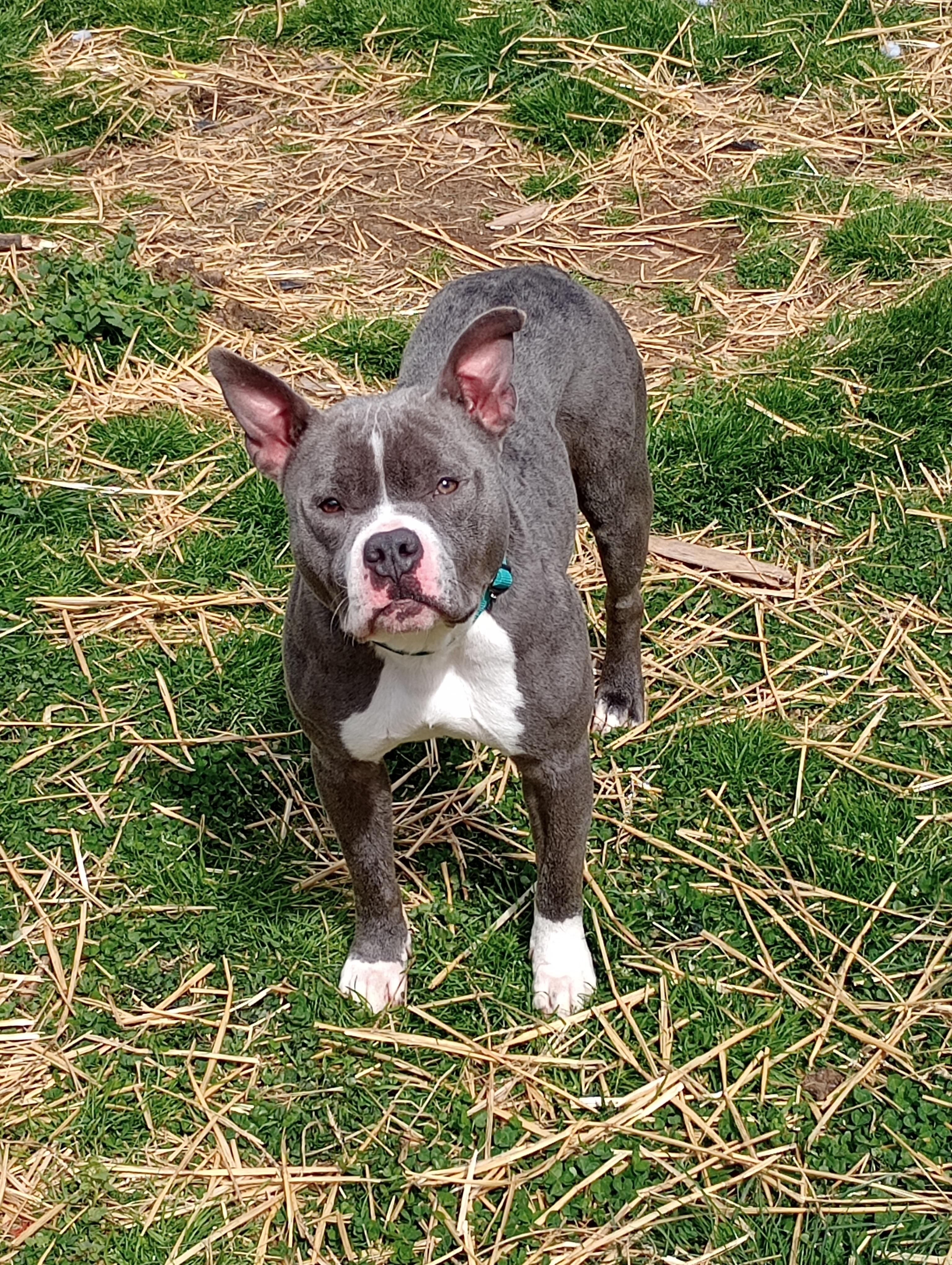 Grace, an adopted mixed breed in Huntington, WV image 1/3