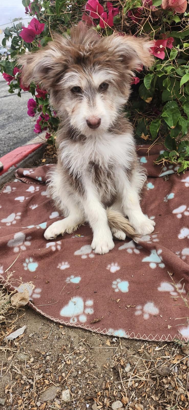 Enlarge Kona, a Adoptable mixed breed in Torrance, CA image 1/1