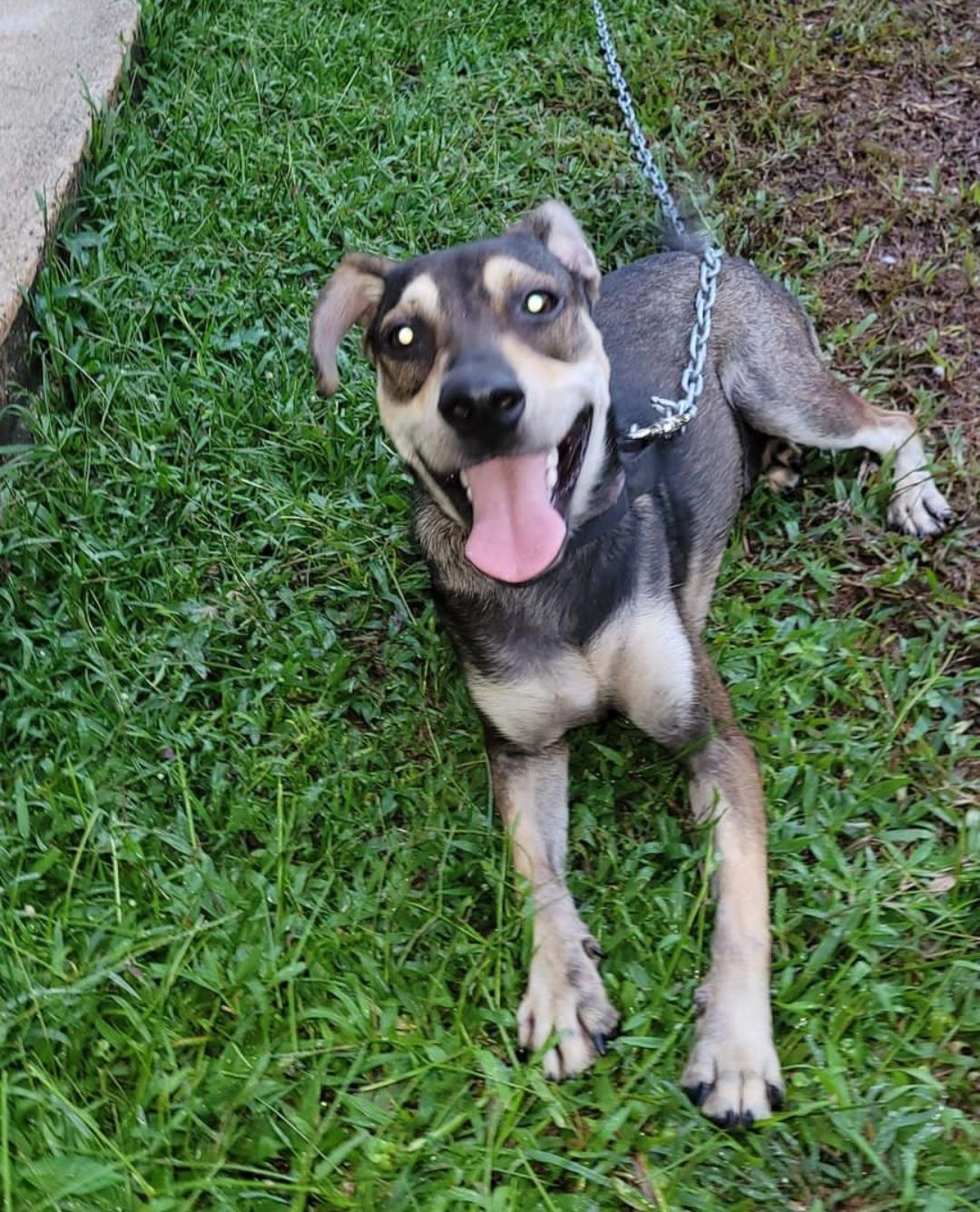 Enlarge Gaudy, a Adoptable mixed breed in Middletown, NY image 8/10
