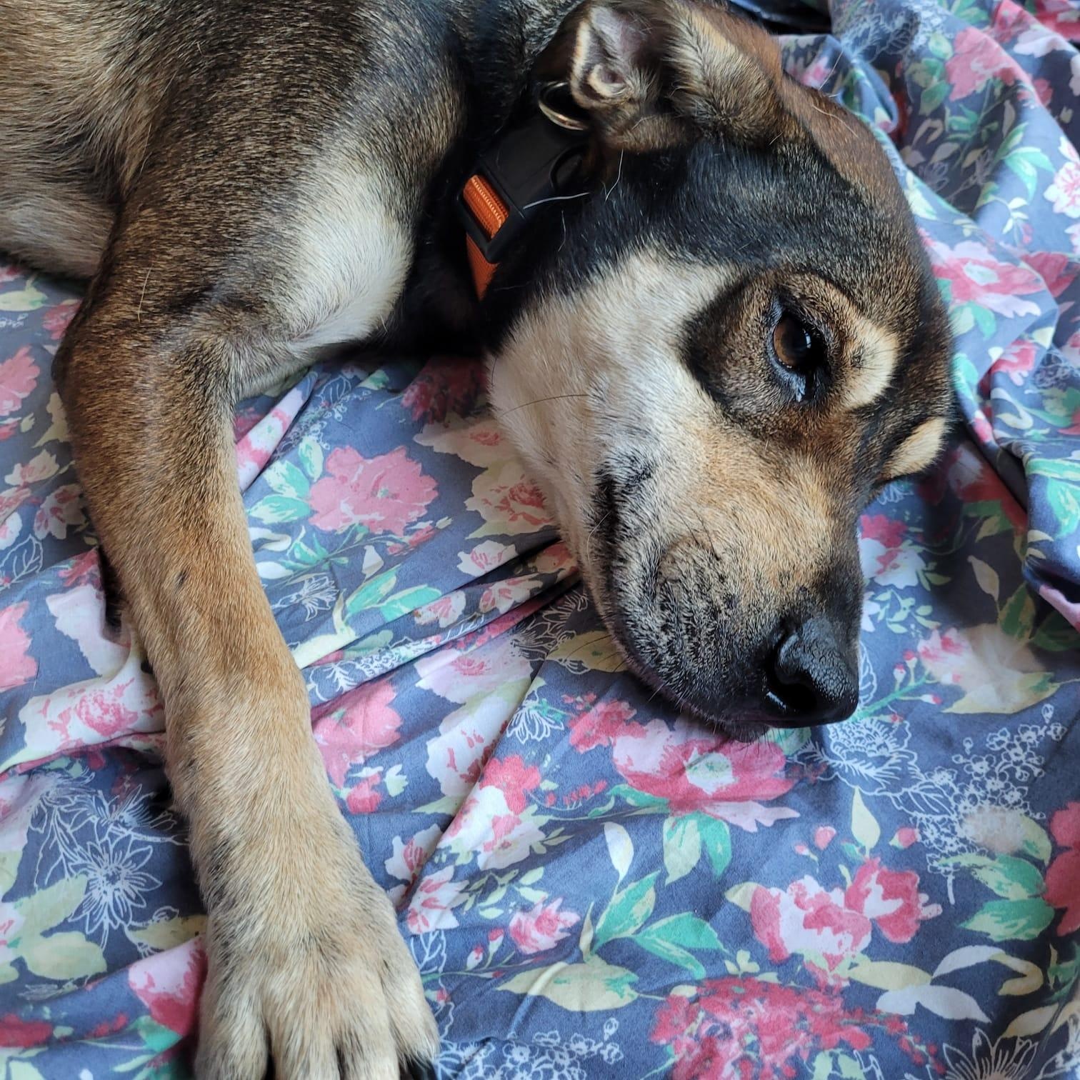 Gaudy, Adoptable, Young Male Labrador Retriever & Miniature Schnauzer.