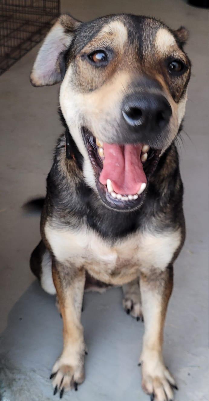 Enlarge Gaudy, a Adoptable mixed breed in Middletown, NY image 4/10