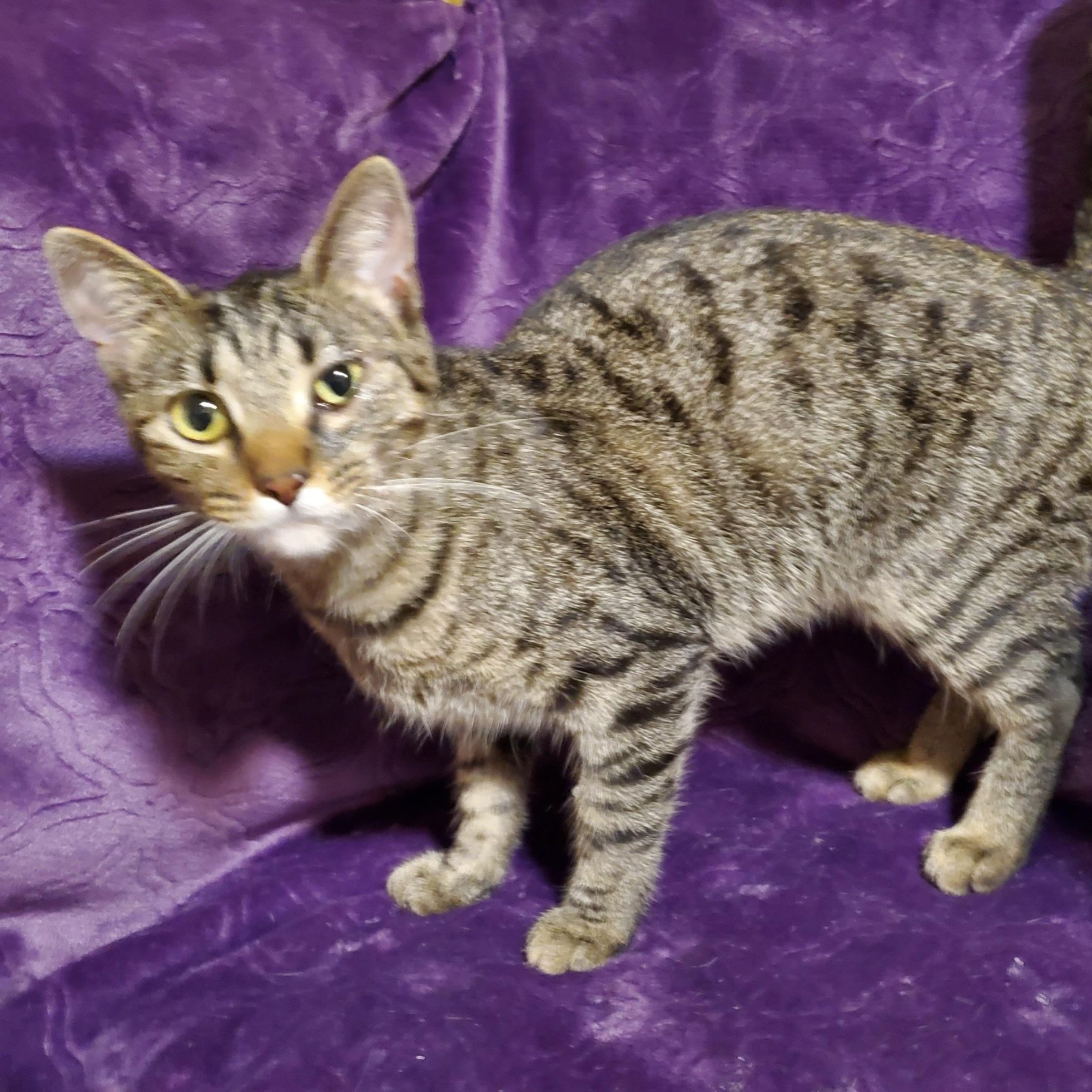 Kira, Adoptable, Young Female Domestic Short Hair.