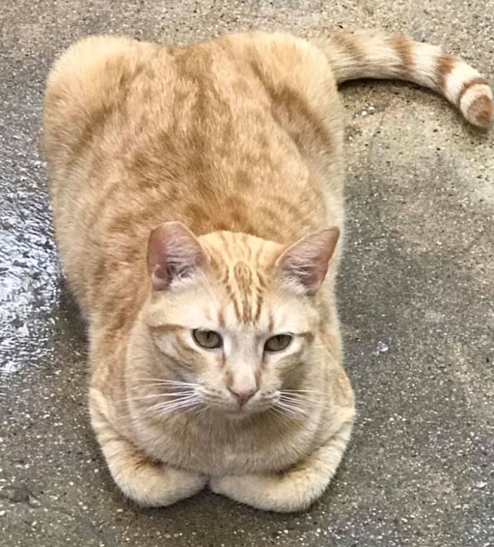 Chester, a Adoptable Domestic Short Hair in Manhattan Beach, CA image 1/10