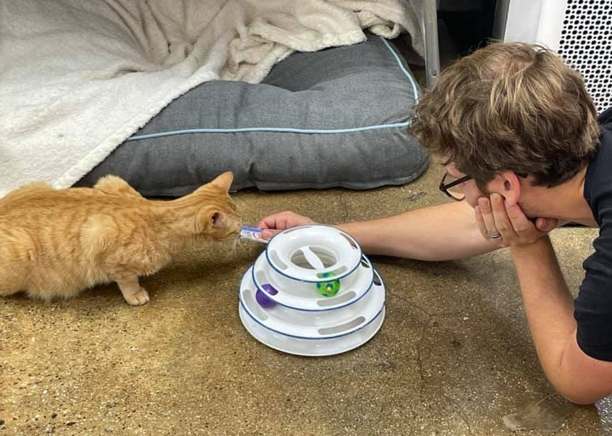 Chester, a Adoptable Domestic Short Hair in Manhattan Beach, CA image 2/10