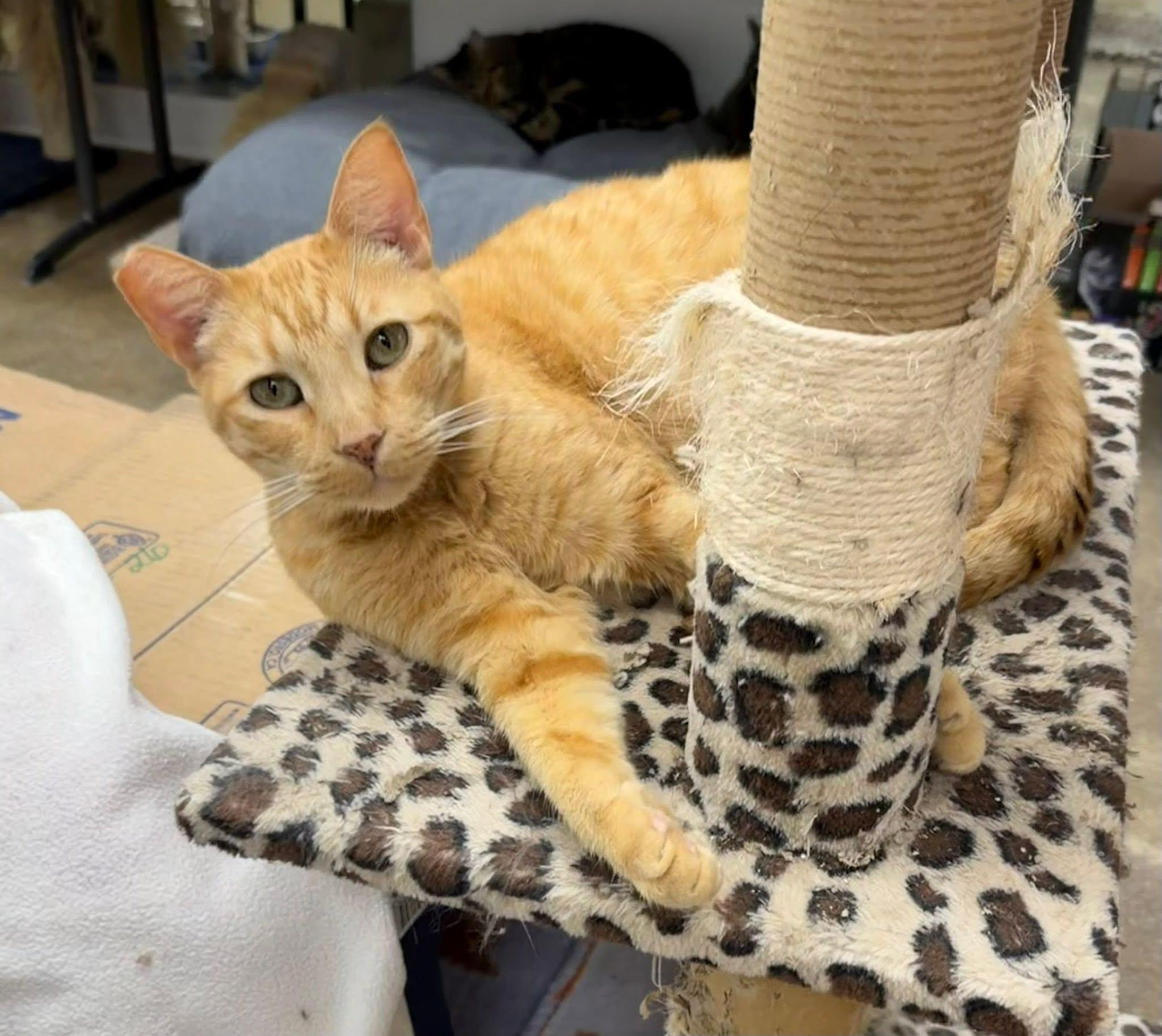 Enlarge Chester, an adoptable Domestic Short Hair in Manhattan Beach, CA image 4/5