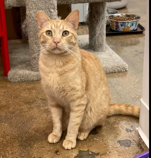 Chester, a Adoptable Domestic Short Hair in Manhattan Beach, CA image 3/10