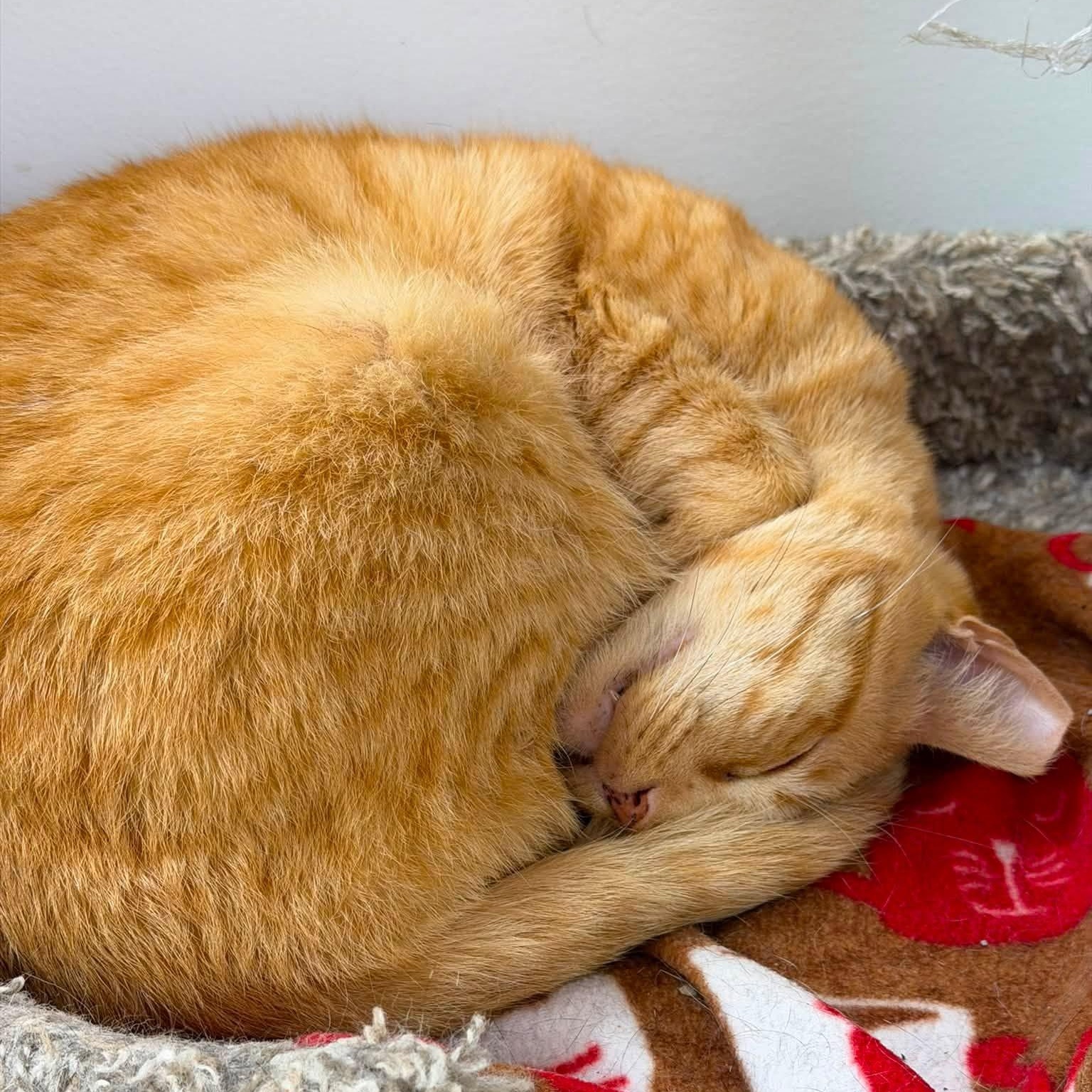 Enlarge Chester, an adoptable Domestic Short Hair in Manhattan Beach, CA image 2/5