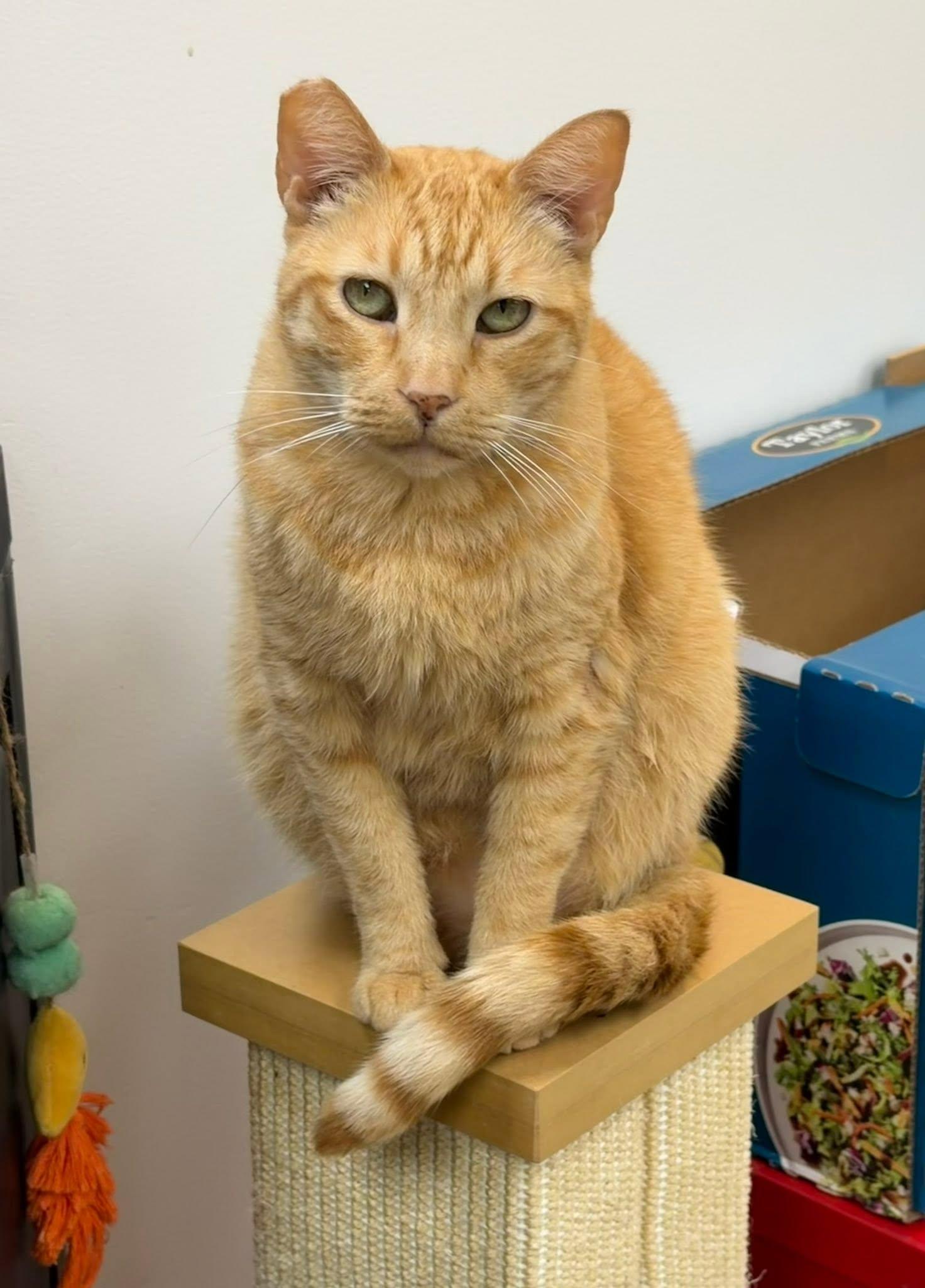 Enlarge Chester, an adoptable Domestic Short Hair in Manhattan Beach, CA image 3/5