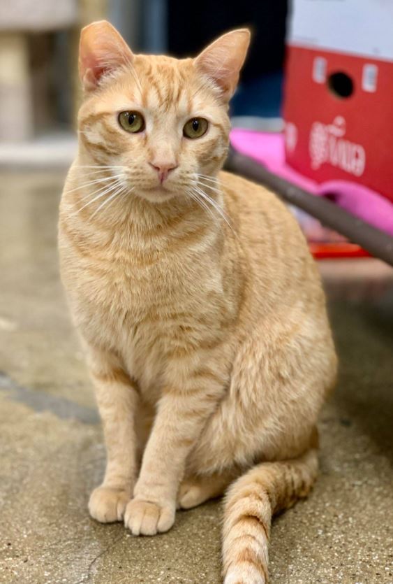 Chester, a Adoptable Domestic Short Hair in Manhattan Beach, CA image 4/10