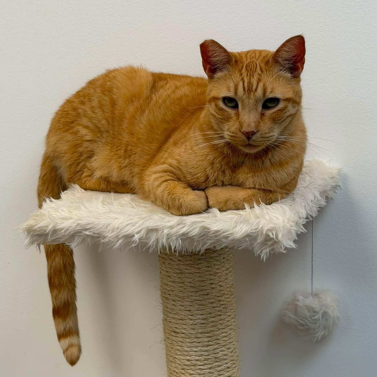 Chester, adoptable, Adult Male Domestic Short Hair.