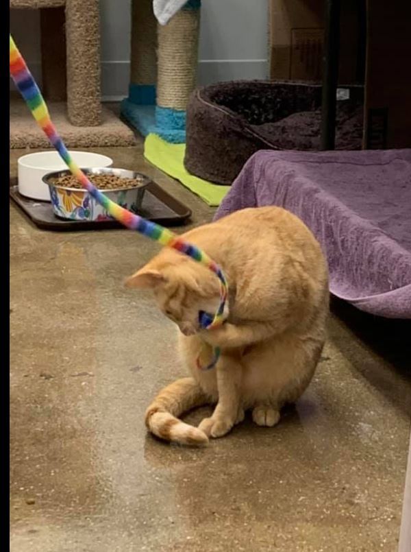 Chester, a Adoptable Domestic Short Hair in Manhattan Beach, CA image 5/10